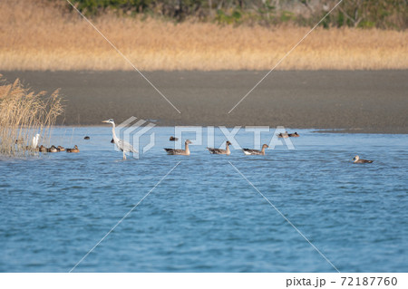 吉野川河口の野鳥達01♪ 72187760