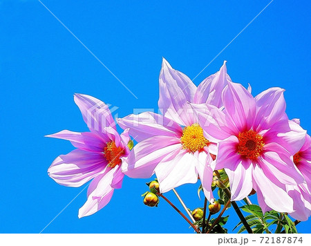 皇帝ダリア ダリア ギザギザの葉 高い草丈 晩秋の花の写真素材