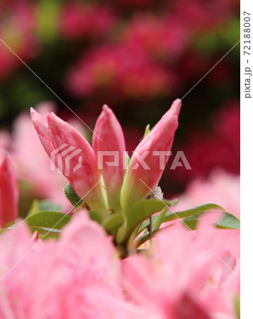 つつじ【躑躅】蕾 72188007