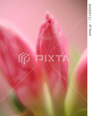 つつじ【躑躅】蕾 72188008