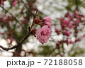 春の訪れを感じた瞬間 72188058