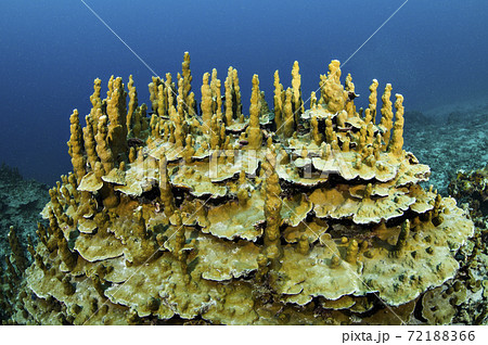 宮古島のサンゴ礁 72188366