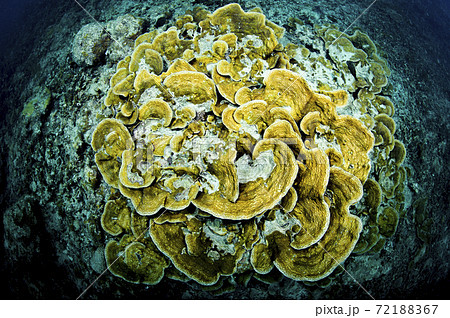 宮古島のレタスサンゴ 72188367