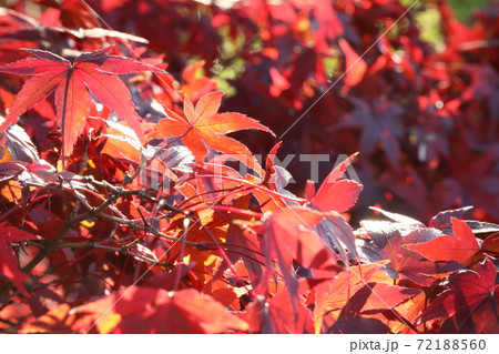 紅葉 72188560