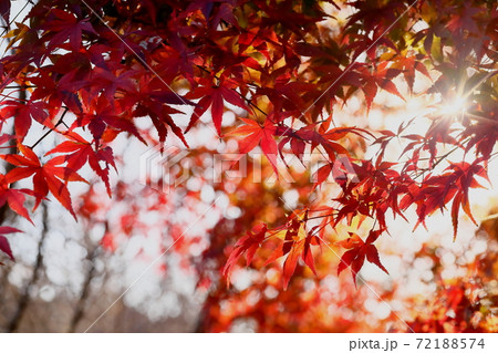 紅葉 紅葉 72188574