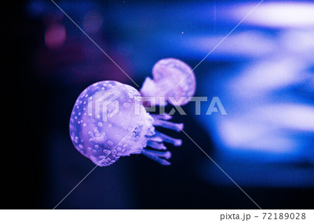 2匹のクラゲが優雅に浮遊する 72189028