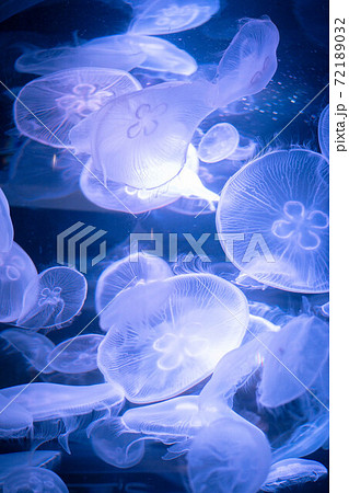 水槽の光が透けて幻想的に光クラゲの群れの写真素材