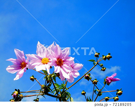 皇帝ダリア　ダリア　ギザギザの葉　高い草丈　晩秋の花 72189205