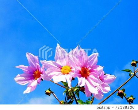 皇帝ダリア　ダリア　ギザギザの葉　高い草丈　晩秋の花 72189206