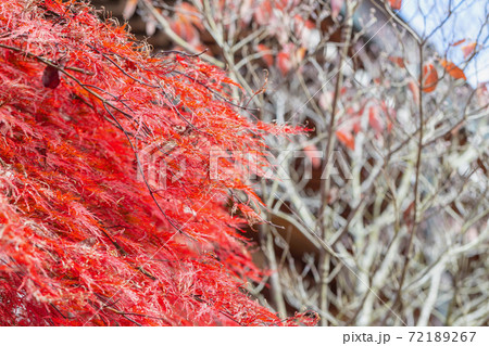 倶利伽羅不動寺の紅葉 倶利伽羅不動寺の紅葉 72189267