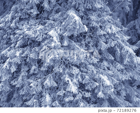 Snow-covered frosty branches of fir-tree in winter fores Snow-covered frosty branches of fir-tree in winter fores 72189276