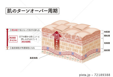 Cross section of the skin 6 Cross section of the skin 6 72189388