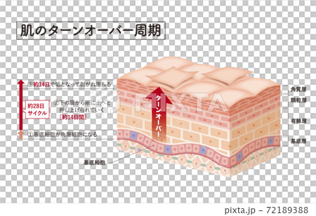 Cross section of the skin 6 Cross section of the skin 6 72189388
