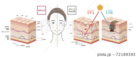 Cross section of the skin 1 72189393