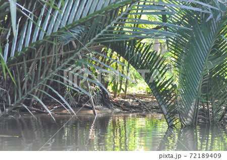 palm or nipa palm near river palm or nipa palm near river 72189409