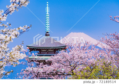 （静岡県）桜満開の香貫山香陵台、慰霊平和塔と富士山 72189514