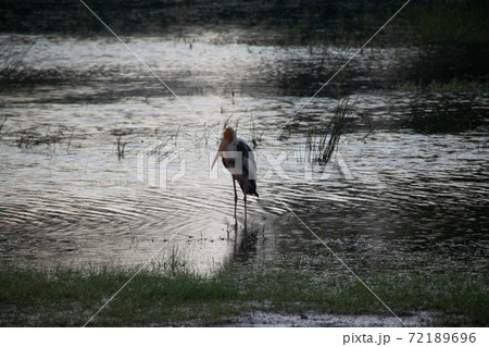 スリランカのヤーラ国立公園のインドトキコウ 72189696