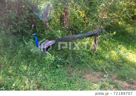 スリランカのヤーラ国立公園のインドクジャク 72189707