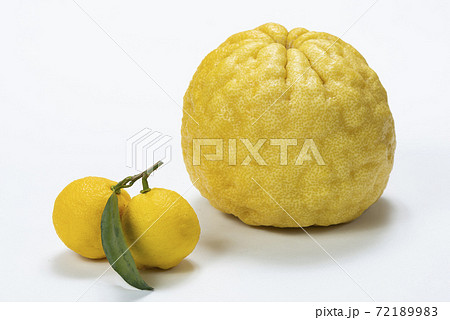 鬼ゆず 獅子ゆず 鬼ゆず 獅子ゆず 72189983