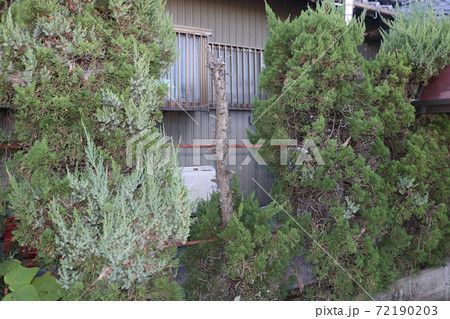 虫が入って枯れたカイズカイブキ 72190203