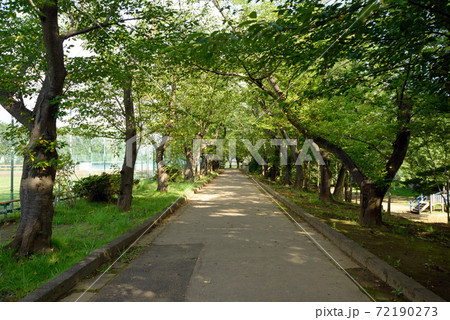 新緑の、千葉県鎌ヶ谷市、市制記念公園 72190273
