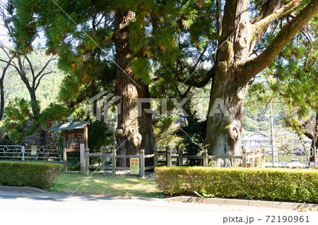 【静岡県】 船明の二本杉 【静岡県】 船明の二本杉 72190961