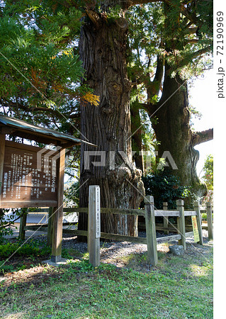 【静岡県】　船明の二本杉 72190969