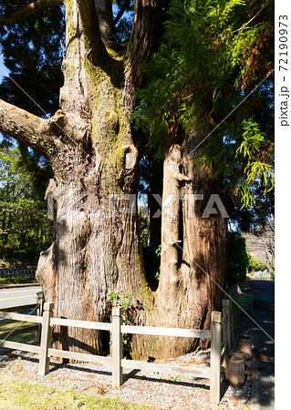 【静岡県】　船明の二本杉 72190973