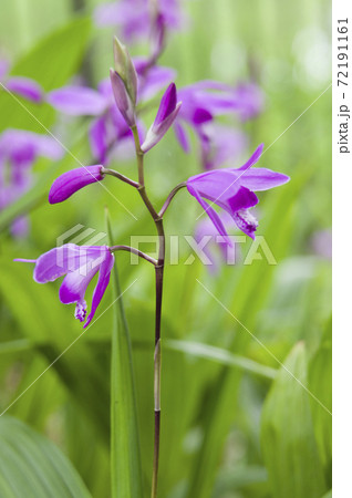 公園に紫色の花が咲いています。この花の名前は紫蘭(シラン)です。 公園に紫色の花が咲いています。この花の名前は紫蘭(シラン)です。 72191161