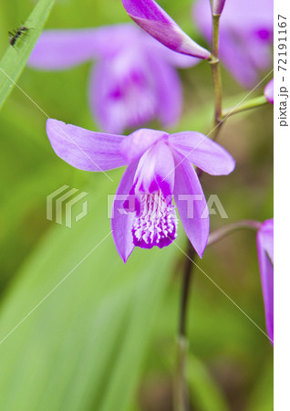 公園に紫色の花が咲いています この花の名前は紫蘭 シラン です の写真素材