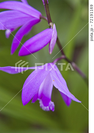 公園に紫色の花が咲いています この花の名前は紫蘭 シラン です の写真素材