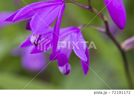公園に紫色の花が咲いています この花の名前は紫蘭 シラン です の写真素材