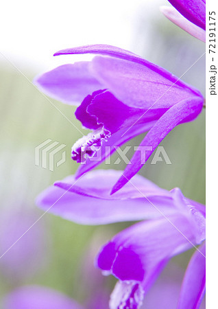 公園に紫色の花が咲いています この花の名前は紫蘭 シラン です の写真素材