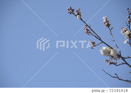 花木と青空 花木と青空 72191419