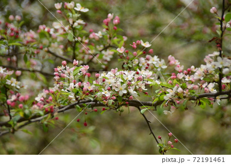 ズミの枝 72191461