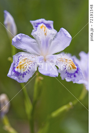 ジャガの花が咲いています。 ジャガの花が咲いています。 72191548