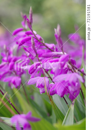 公園に紫色の花が咲いています。この花の名前は紫蘭(シラン)です。 公園に紫色の花が咲いています。この花の名前は紫蘭(シラン)です。 72191581