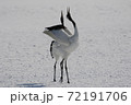 タンチョウの里 72191706