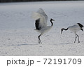 タンチョウの里 72191709