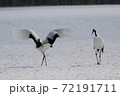 タンチョウの里 72191711