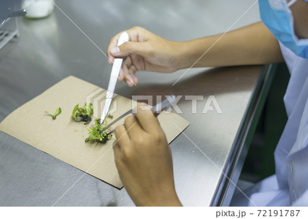 Plant being dissected in lab laboratory of plant tissue culture 72191787