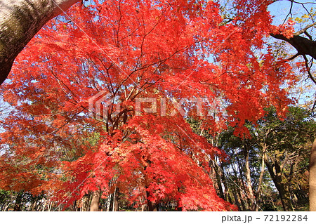 晩秋の石神井公園 紅葉 晩秋の石神井公園 紅葉 72192284