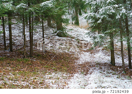 Snowy Russian winter coming into forest. Concept of the beauty in nature despite the cold. Different trees had been covered by hoarfrost. Snowy Russian winter coming into forest. Concept of the beauty in nature despite the cold. Different trees had been covered by hoarfrost. 72192439