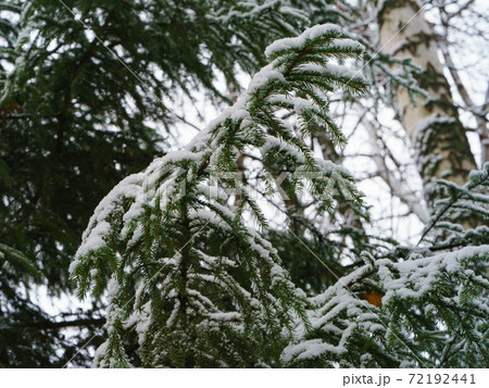 Snowy Russian winter coming into forest. Concept of the beauty in nature despite the cold. Different trees had been covered by hoarfrost. Snowy Russian winter coming into forest. Concept of the beauty in nature despite the cold. Different trees had been covered by hoarfrost. 72192441