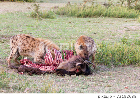 Hyenas eating wildebeest, Serengeti National Park, Africa 72192638