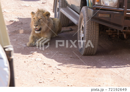 Lion near cars at Ngorongoro crater, Tanzania Lion near cars at Ngorongoro crater, Tanzania 72192649