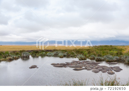 Hippopotamus on water, Ngorongoro crater, Tanzania Hippopotamus on water, Ngorongoro crater, Tanzania 72192650