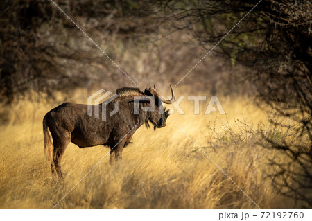Black wildebeest stands in profile under trees 72192760