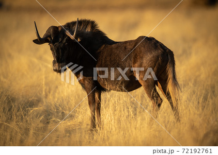 Black wildebeest stands in profile turning head 72192761