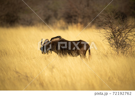 Black wildebeest stands in profile near bush 72192762
